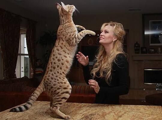 10 Kucing Termahal di Dunia