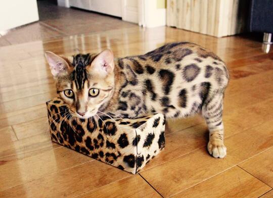 10 Kucing Termahal di Dunia