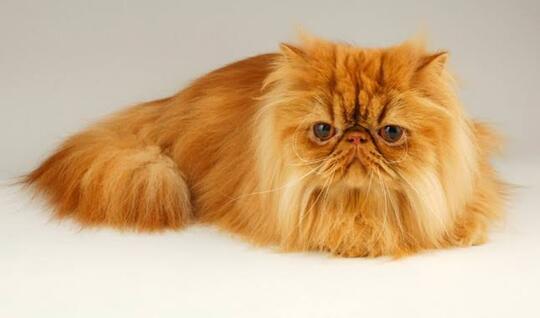 10 Kucing Termahal di Dunia