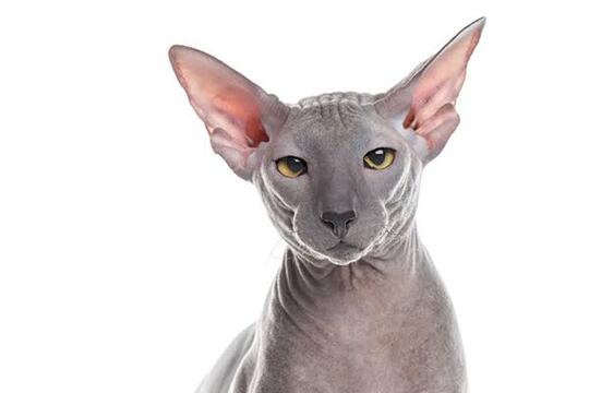 10 Kucing Termahal di Dunia