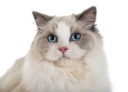 10 Kucing Termahal di Dunia