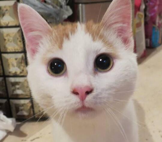 6 Tanda Atau Isyarat Kucing Menyangi & Mencintai Kita Majikannya..