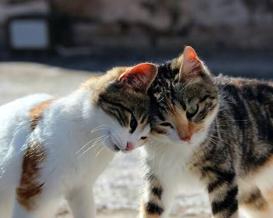 6 Tanda Atau Isyarat Kucing Menyangi & Mencintai Kita Majikannya..
