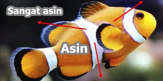 Apakah Ikan Itu Minum Dan Juga Pipis? Yuk Cari Tahu Gansist