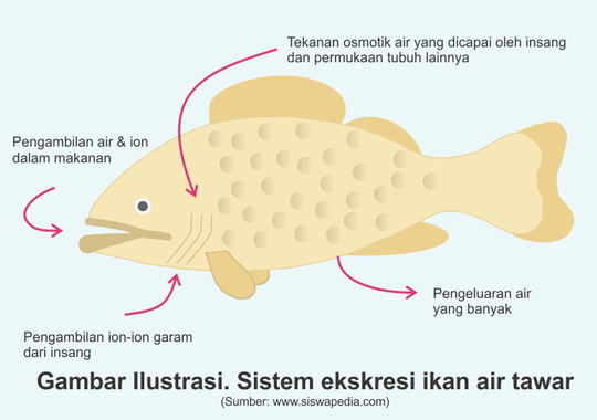 Apakah Ikan Itu Minum Dan Juga Pipis? Yuk Cari Tahu Gansist