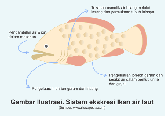 Apakah Ikan Itu Minum Dan Juga Pipis? Yuk Cari Tahu Gansist