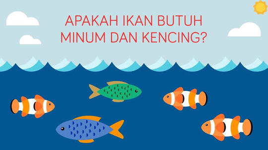 63 Mengapa Ikan Air Laut Banyak Minum Sedikit Urine Gratis Terbaik