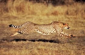 6 Hewan Tercepat di Daratan, Nomor 1 Gila Kecepatan hingga 225 Kmh Cheetah Kalah Jauh