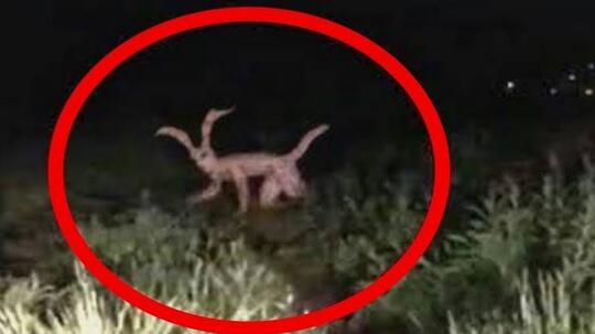 6 Hewan Tercepat di Daratan, Nomor 1 Gila Kecepatan hingga 225 Kmh Cheetah Kalah Jauh