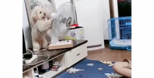 Lucu Menggemaskan, Anjing Ini Berhasil Buat Kagum Ratusan Ribu Netizen+62! Kok Bisa?