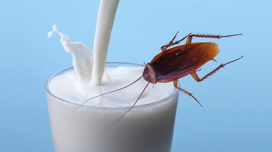 Protein Pada Kecoa Tiga Kali Lipat Susu Kerbau, Berani Coba?