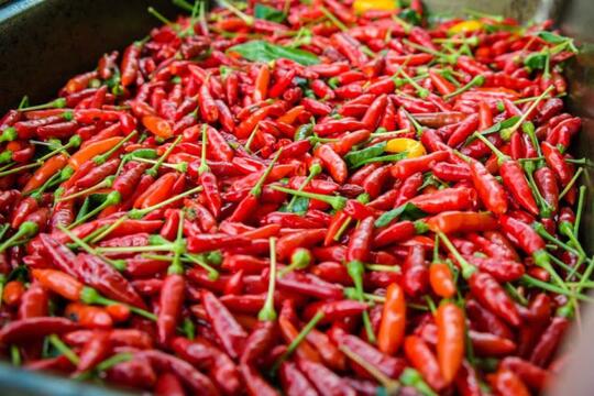 Jenis Cabe Terpedas di Dunia, Nomor 5 Ternyata Ada di Indonesia