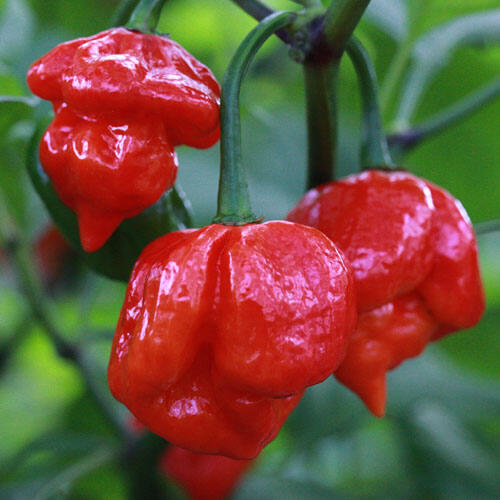 Jenis Cabe Terpedas di Dunia, Nomor 5 Ternyata Ada di Indonesia