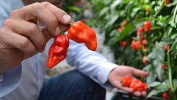 Jenis Cabe Terpedas di Dunia, Nomor 5 Ternyata Ada di Indonesia