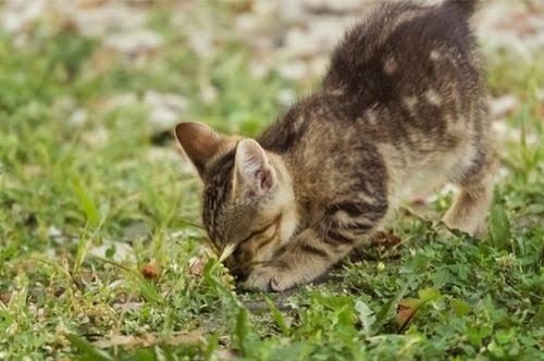 Sering Liat Kucing Mengubur Kotorannya Sendiri? Ternyata Begini Alasannya!