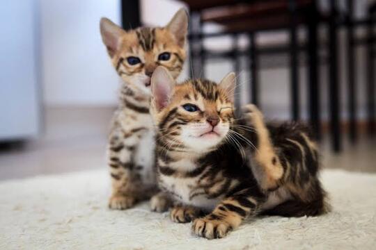 Sering Liat Kucing Mengubur Kotorannya Sendiri? Ternyata Begini Alasannya!