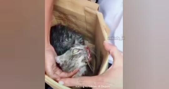 Video Pria Baik Selamatkan Kucing Tertabrak Kendaraan di Jalanan, Bikin Netizen Haru!