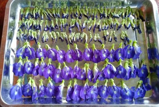 KEMBANG TELANG | SI BIRU BANYAK MANFAAT