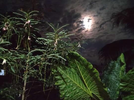Beberapa Jenis Bunga yang Bisa Dikonsumsi