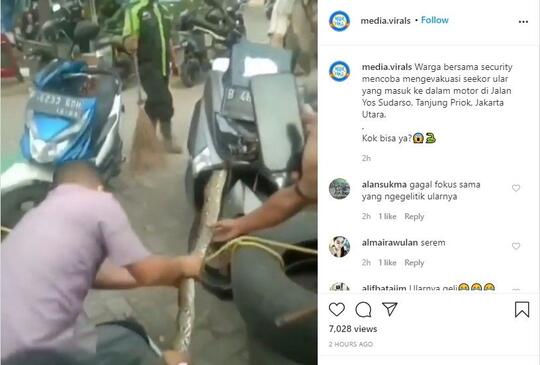 Merinding! Viral Video Ular Piton Sembunyi di Motor, Digelitik Ogah Keluar