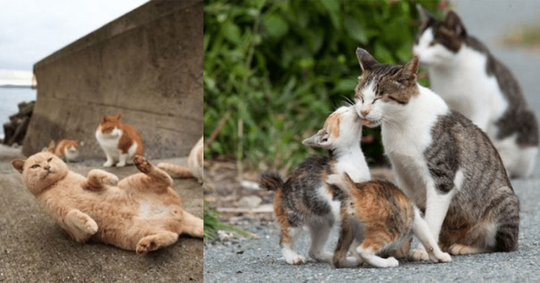 Bantai 600 Kucing Dan Merebusnya Untuk Obat, Pria Ini Sempat Gemparkan Korea
