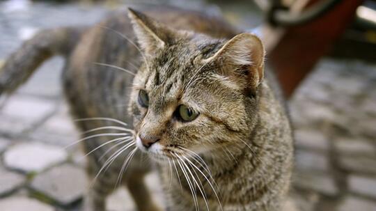 Bantai 600 Kucing Dan Merebusnya Untuk Obat, Pria Ini Sempat Gemparkan Korea