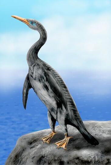Unik! Burung Raksasa dengan Tinggi 2 Meter Ini Mirip Pinguin Purba