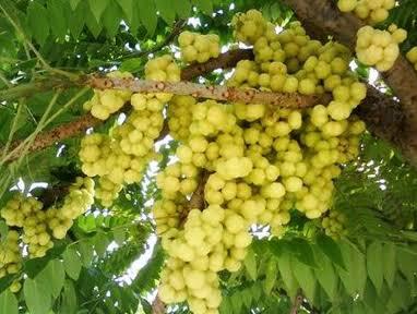 Meski Masam, Nyatanya Keempat Buah Ini Masih Banyak Diminati, Apa Saja Itu?