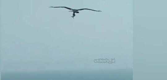 Video Burung Elang Bawa Terbang Ikan Hiu, Gegerkan Warganet! Sekuat Itukah Elang?