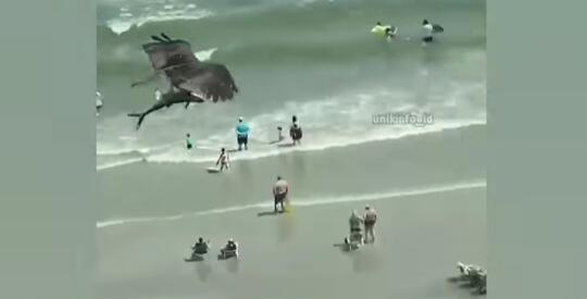 Video Burung Elang Bawa Terbang Ikan Hiu, Gegerkan Warganet! Sekuat Itukah Elang?