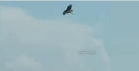 Video Burung Elang Bawa Terbang Ikan Hiu, Gegerkan Warganet! Sekuat Itukah Elang?