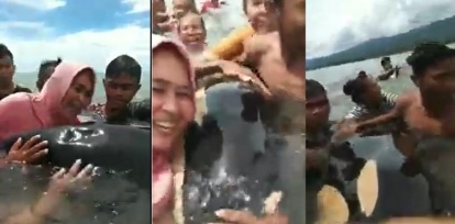 Viral Paus Predator Jadi Mainan Emak-emak Dikira Lumba-Lumba