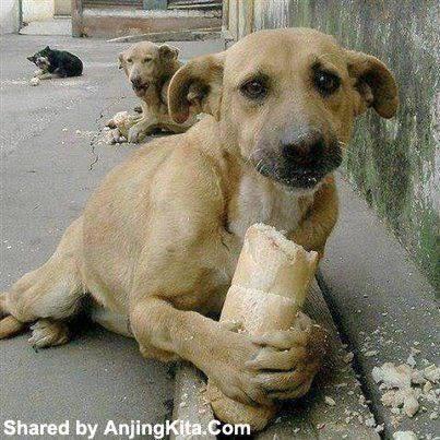Empat Alasan Mengapa Sebaiknya Anjing Jantan Dikebiri