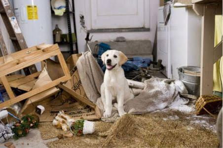 Empat Alasan Mengapa Sebaiknya Anjing Jantan Dikebiri