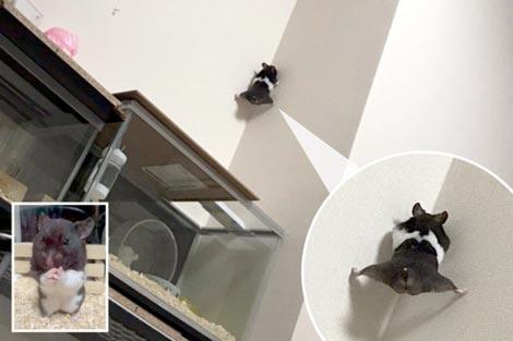 Kemunculan Hamster Spiderman Ini Bikin Warganet Jepang Kaget Sekaligus Menghibur!