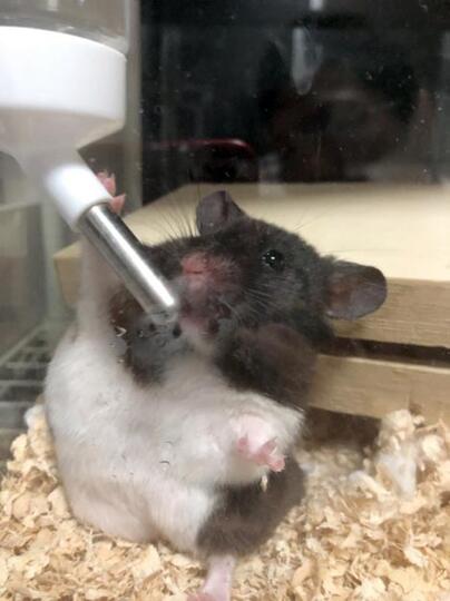 Kemunculan Hamster Spiderman Ini Bikin Warganet Jepang Kaget Sekaligus Menghibur!