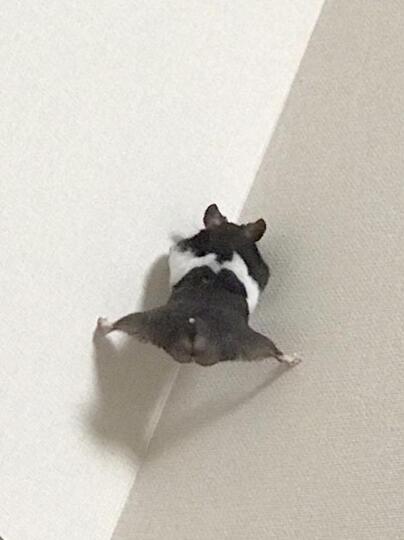 Kemunculan Hamster Spiderman Ini Bikin Warganet Jepang Kaget Sekaligus Menghibur!