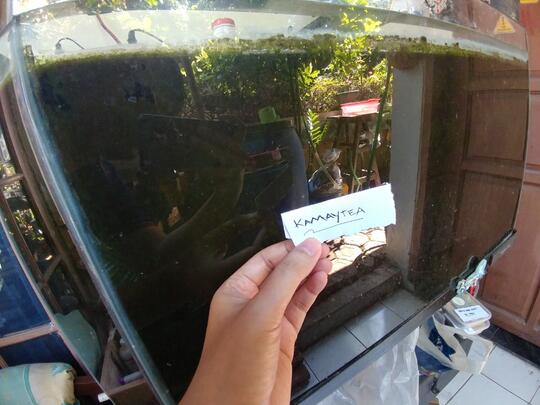 Tanpa Soda Api, Life Hack Sederhana Ini Bikin Aquarium Kinclong !