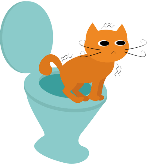 Kenapa Kotoran Kucing Baunya Menyengat?