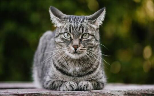 Kenapa Kotoran Kucing Baunya Menyengat?
