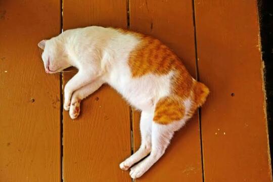 Kenapa Kotoran Kucing Baunya Menyengat?