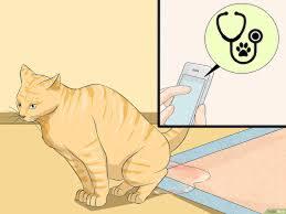 Kenapa Kotoran Kucing Baunya Menyengat?