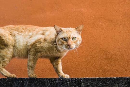 Kenapa Kotoran Kucing Baunya Menyengat?