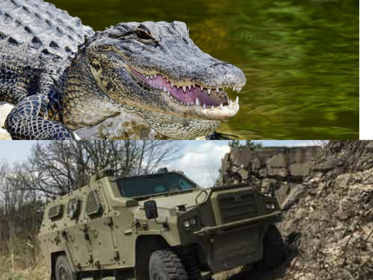 Aligator Master: 'Si Buaya' Dari Eropa Timur, Keluarga Baru Korps Marinir TNI AL