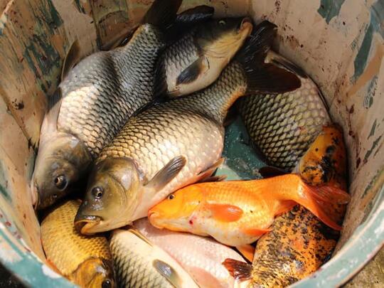 Umpan Ikan Mas 2020 || Paling Jitu Di Segala Musim