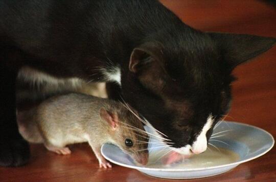 Kenapa Kucing Sekarang Tidak Makan Tikus Kaskus