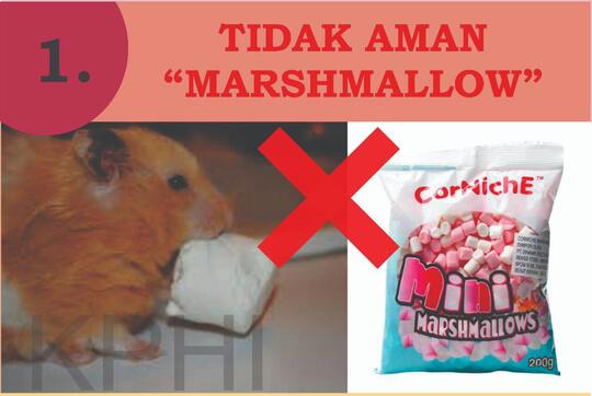 INFO PENTING! Cemilan Yang Dilarang Untuk Konsumsi Hamster
