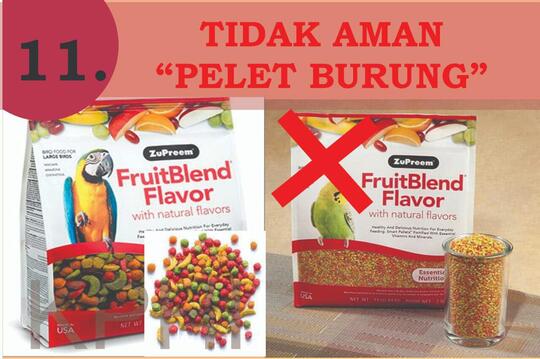 INFO PENTING! Cemilan Yang Dilarang Untuk Konsumsi Hamster