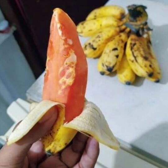 Pamer Pisang Isinya Pepaya, Foto Buah Nyentrik Ini Bikin Warganet Ribut