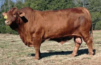 10 Sapi Terbesar di Dunia, Cocok nih Buat Qurban!